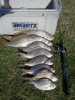 kalbarri Bream fishing (Boat pens)